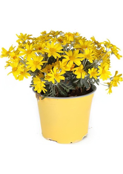 Sarı Renk Begonvil Çiçeği +Sarı Çalı Papatyası Çiçeği 2'li Set Dış Mekan Bitkisi (Begonvillia Daisy) modelleri