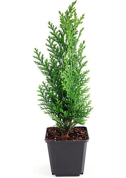 Videolu Limoni Servi Fidanı 5 Adet Saksılı 30-55 cm Dış Mekan Bitkisi (Cupressus Macrocarpa)