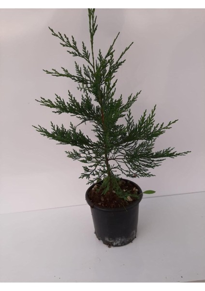Videolu Sevilen Leylandi Bitkisi 35-50 cm Saksılı/Tüplü Dış Mekan Ağaçları Cupressocyparis fırsatları