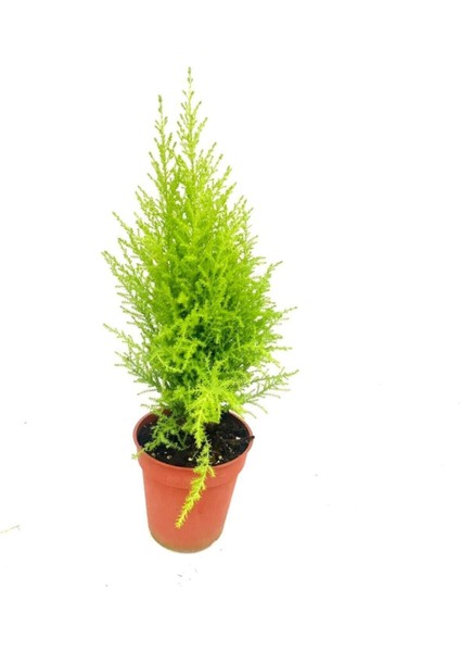 Videolu Çok Beğenilen Limoni Salon Çamı 30-60 cm Tüplü Dış Mekan Ağaçları Norfolk Island Pine