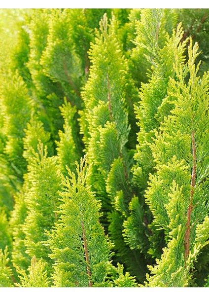 Videolu Çok Beğenilen Limoni Salon Çamı 30-60 cm Tüplü Dış Mekan Ağaçları Norfolk Island Pine modelleri