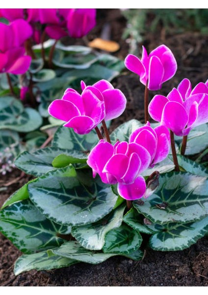 Videolu Özel Tür Pembe 1 Adet Sıklamen Fidanı Saksılıtüplü 35-65 cm (Pink Cyclamen)