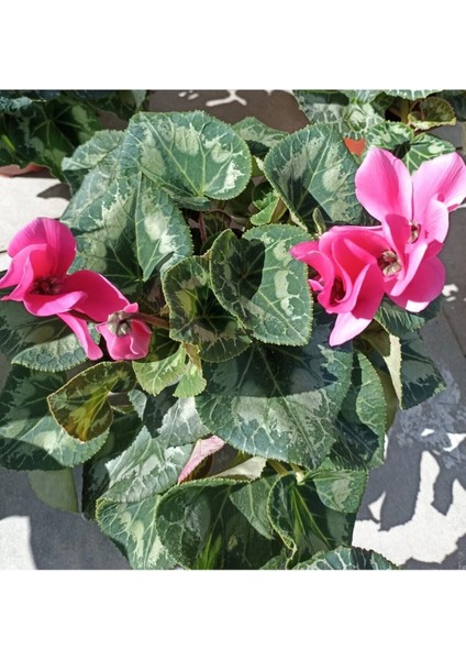 Videolu Özel Tür Pembe 1 Adet Sıklamen Fidanı Saksılıtüplü 35-65 cm (Pink Cyclamen) modelleri