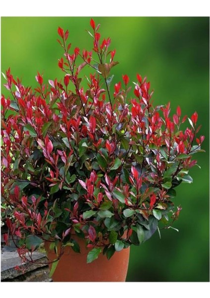 Videolu Alev Çalısı Bitkisi 40 cm Saksılı/Tüplü Dış Mekan Bitkisi Photinia Serrulata