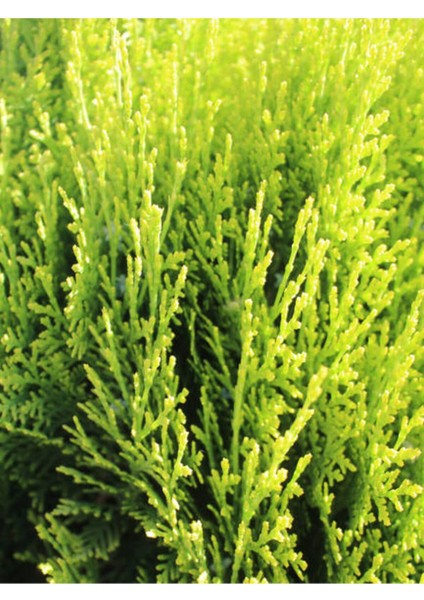 Videolu Mis Kokulu 10 Adet Limon Selvi Fidanı Bahçe Çamı 10-20 cm Tüplü (Lemon Cypress Tree)