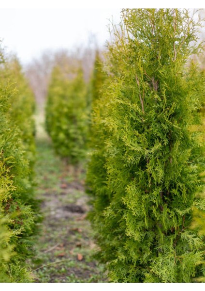 Videolu Mis Kokulu 10 Adet Limon Selvi Fidanı Bahçe Çamı 10-20 cm Tüplü (Lemon Cypress Tree)