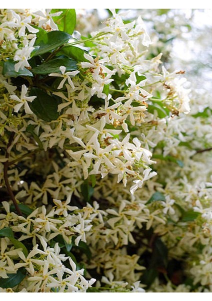 Videolu Yoğun Kokulu Arap Yasemin Çiçeği 1 Adet Saksılı/ Tüplü 40-50 cm (Star Jasmine)
