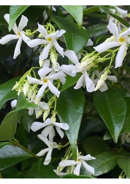 Videolu Yoğun Kokulu Arap Yasemin Çiçeği 1 Adet Saksılı/ Tüplü 40-50 cm (Star Jasmine) fiyatları