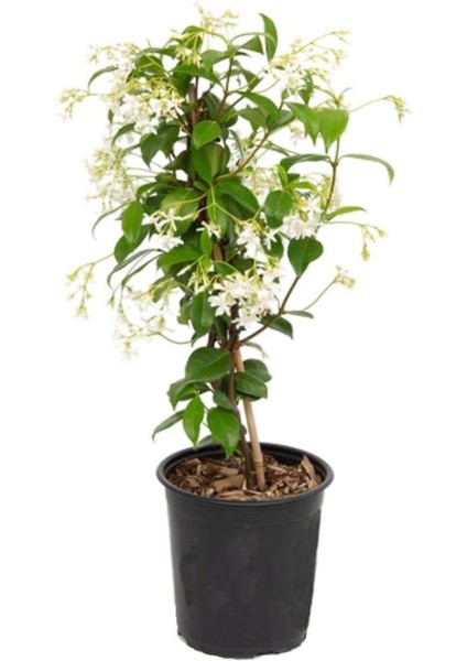 Videolu Yoğun Kokulu Arap Yasemin Çiçeği 1 Adet Saksılı/ Tüplü 40-50 cm (Star Jasmine) modelleri