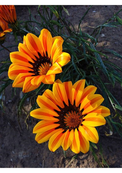 Videolu Turuncu 1 Adet Gazanya Çiçeği Saksılı 30-50 cm (Gazania Flower)