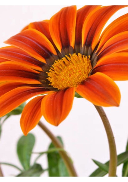 Videolu Turuncu 1 Adet Gazanya Çiçeği Saksılı 30-50 cm (Gazania Flower) fiyatları