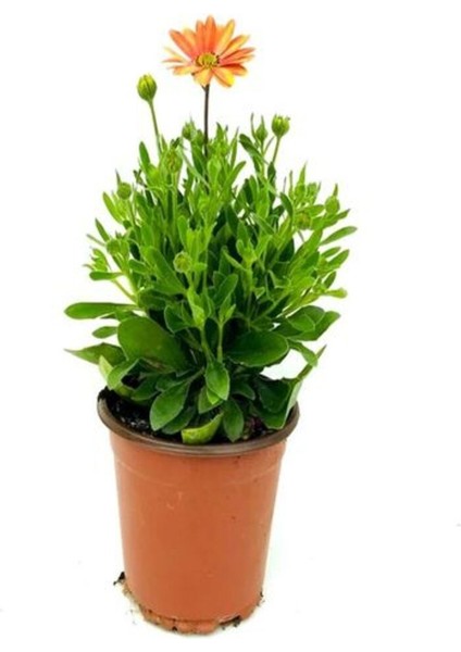 Videolu Turuncu 1 Adet Gazanya Çiçeği Saksılı 30-50 cm (Gazania Flower) modelleri
