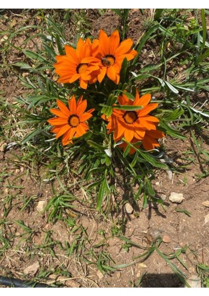 Videolu Turuncu 1 Adet Gazanya Çiçeği Saksılı 30-50 cm (Gazania Flower) fırsatları