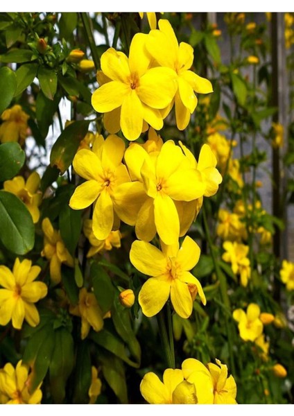 Jasminum Nudiflorum Çalı Yasemin Sarı Yasemin Fidanı 80-120 cm
