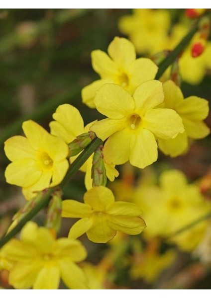 Jasminum Nudiflorum Çalı Yasemin Sarı Yasemin Fidanı 80-120 cm