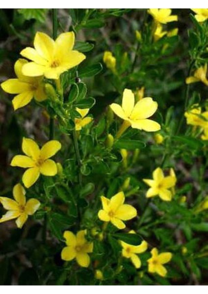 Jasminum Nudiflorum Çalı Yasemin Sarı Yasemin Fidanı 80-120 cm