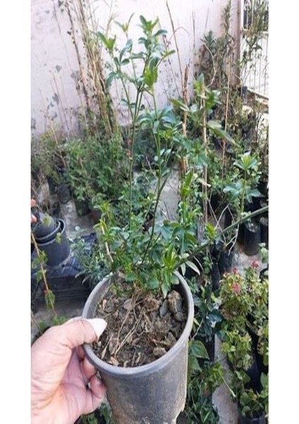 Jasminum Nudiflorum Çalı Yasemin Sarı Yasemin Fidanı 80-120 cm