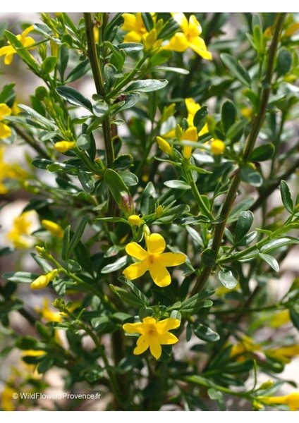 Jasminum Nudiflorum Çalı Yasemin Sarı Yasemin Fidanı 80-120 cm