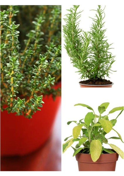 Mutfak Aromatik Bitki Seti 3 Adet Saksı Kekik-Biberiye-Adaçayı 20-40 cm (Thyme-Sage-Rosemary)