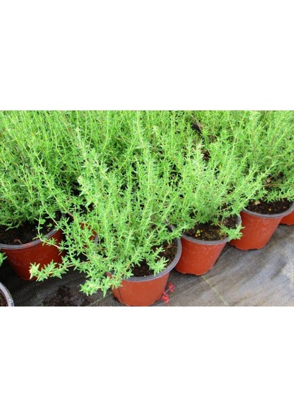 Mutfak Aromatik Bitki Seti 3 Adet Saksı Kekik-Biberiye-Adaçayı 20-40 cm (Thyme-Sage-Rosemary) fiyatları