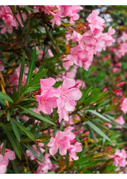 Videolu Pembe Zakkum Çiçeği Fidanı Dış Mekan Bitkisi 60-150 cm Saksılı (Pink Oleander Flower)