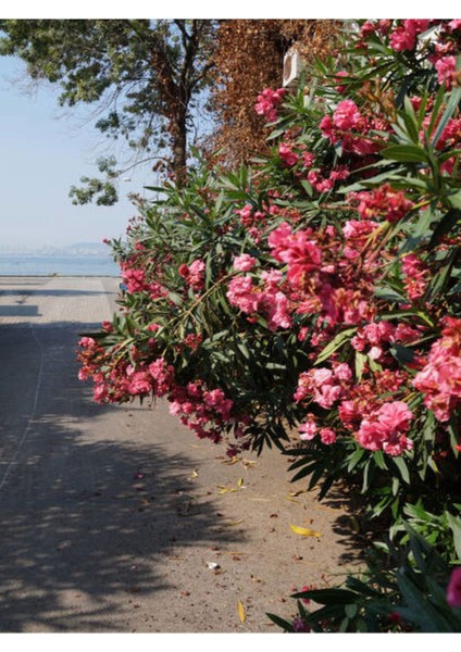 Videolu Pembe Zakkum Çiçeği Fidanı Dış Mekan Bitkisi 60-150 cm Saksılı (Pink Oleander Flower)