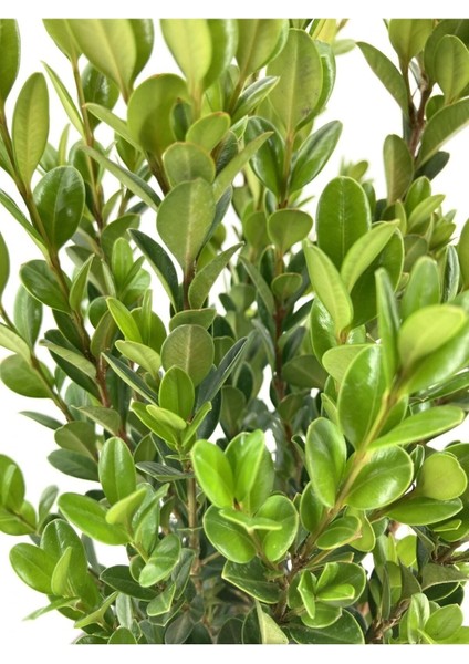 Videolu Bol Yapraklı 3 Adet Şimşir Fidanı Saksılı 30-50 cm(BOXWOOD Sapling)