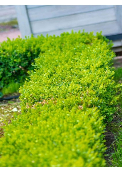 Videolu Bol Yapraklı 3 Adet Şimşir Fidanı Saksılı 30-50 cm(BOXWOOD Sapling)