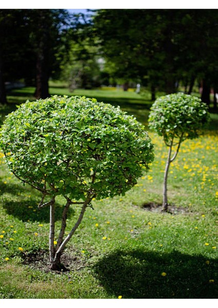 Videolu Bol Yapraklı 3 Adet Şimşir Fidanı Saksılı 30-50 cm(BOXWOOD Sapling)