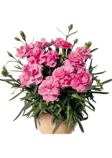 Videolu Kokulu Pembe Renk Karanfil Çiçeği Fidanı 15-30 cm Tüplü Dış Mekan Ağaçlar Pink Carnation
