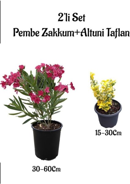 Pembe Renk Zakkum Çiçeği Fidanı+Altuni Taflan Çit Bitkisi Saksılı Bahçe Bitkileri