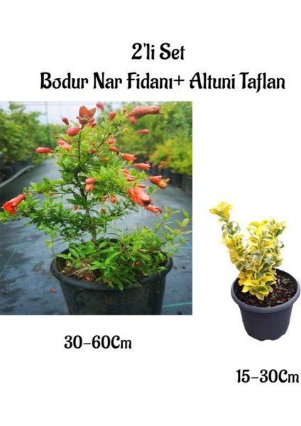 Bodur Nar Ağacı Fidanı+Altuni Taflan Çit Bitkisi 2'li Set Bahçe Bitkileri