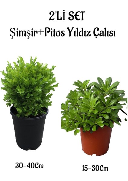 Çalı Şımşırı(30-40 cm)+Pitos Yıldız Çalısı(15-30 cm) 2'li Set Saksılı Bahçe Bitkisi