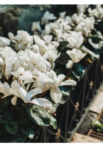 Videolu Nadir Türde 1 Adet Beyaz Sıklamen Fidanı 30-60 cm Saksılıtüplü ( Cyclamen Flower) modelleri
