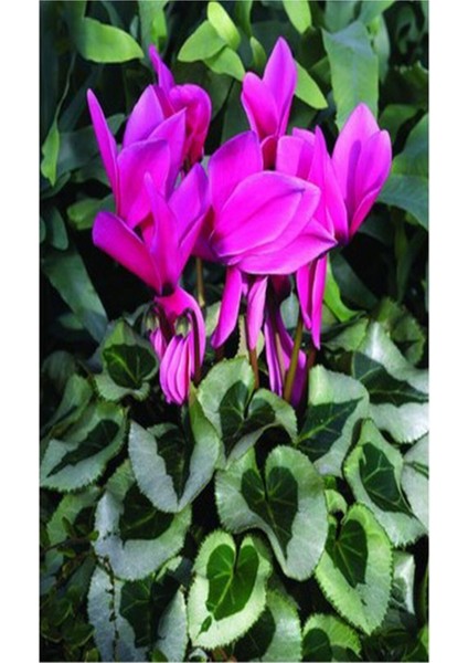 Videolu Bol Çiçekli 1 Adet Mor Sıklamen Çiçeği 30-60 cm Saksılıtüplü (Purple Cyclamen) fiyatları