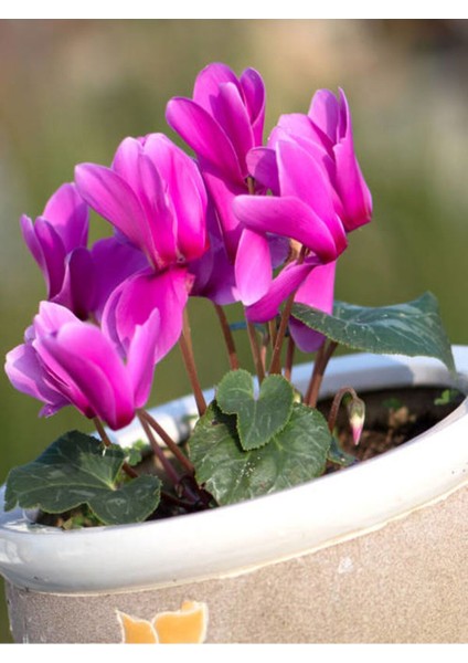 Videolu Bol Çiçekli 1 Adet Mor Sıklamen Çiçeği 30-60 cm Saksılıtüplü (Purple Cyclamen) modelleri