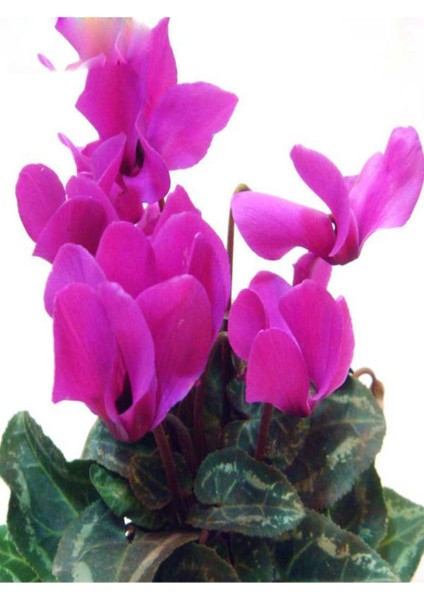 Videolu Bol Çiçekli 1 Adet Mor Sıklamen Çiçeği 30-60 cm Saksılıtüplü (Purple Cyclamen) fırsatları