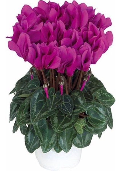 Videolu Bol Çiçekli 1 Adet Mor Sıklamen Çiçeği 30-60 cm Saksılıtüplü (Purple Cyclamen) indirimleri