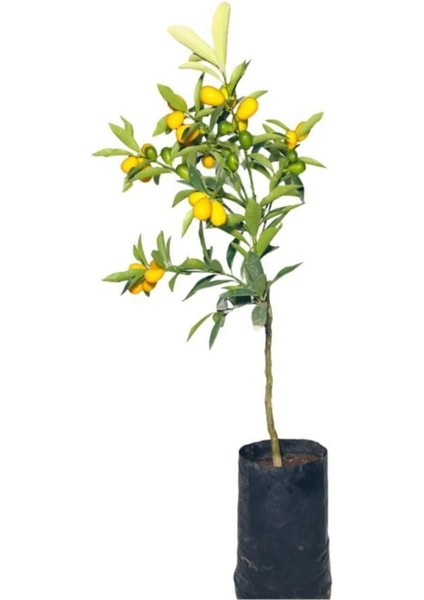 Videolu Meyveli 1 Adet Kamkat Fidanı Balkon Bitkisi 60-120 cm Saksılı (Kumquat Sapling) modelleri