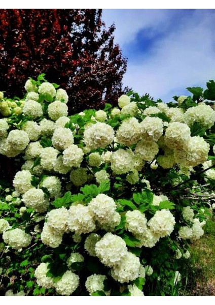 Videolu Çınar Kartopu Çiçeği 50-75 cm Saksılıtüplü (Snowball Tree)