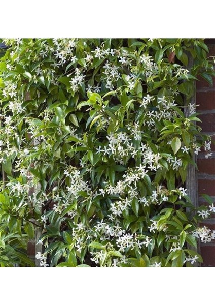 Rhyncospermum Jasminoides Arap Yasemini Yasemin Fidanı 30-60 cm Kokulu Bahçe Sarmaşığı