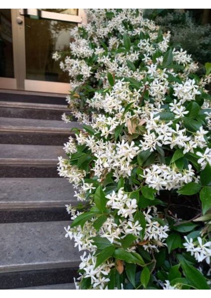 Rhyncospermum Jasminoides Arap Yasemini Yasemin Fidanı 30-60 cm Kokulu Bahçe Sarmaşığı fiyatları