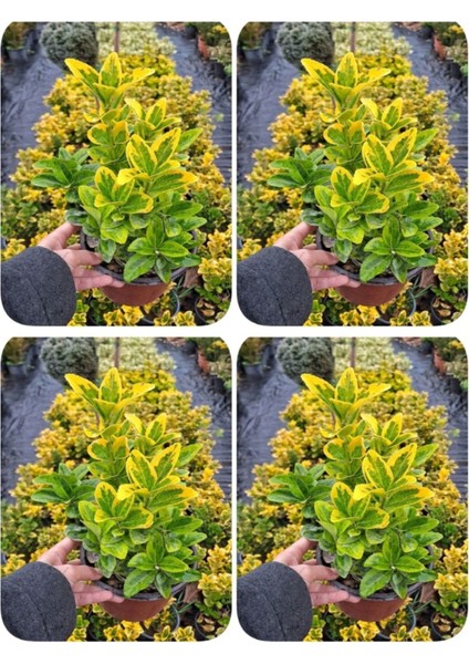 Videolu Altuni Sarı Taflan Dış Mekan Bitkisi 4 Adet Saksılı/Tüplü 30-60 cm (Euonymuus Japonica)