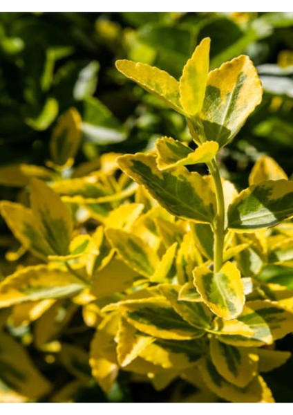 Videolu Altuni Sarı Taflan Dış Mekan Bitkisi 4 Adet Saksılı/Tüplü 30-60 cm (Euonymuus Japonica) modelleri