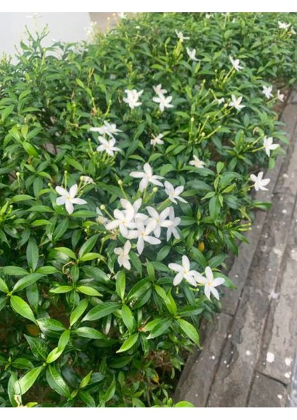 Kokulu 1 Adet Beyaz Arap Yasemini Çiçeği Fidanı 50-100 cm Saksılı (Arabian Jasmine)
