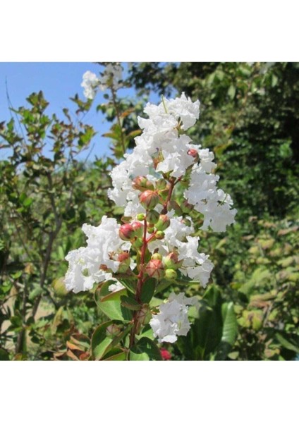 Beyaz Oya Ağacı Fidanı Saksılı 60 cm 80 cm