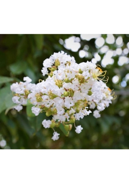 Beyaz Oya Ağacı Fidanı Saksılı 60 cm 80 cm modelleri