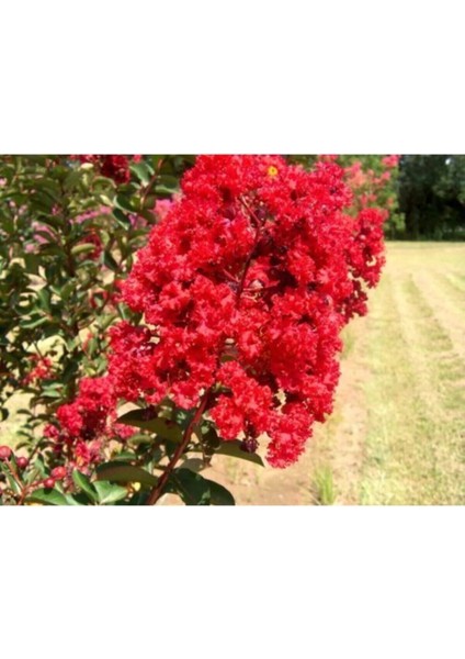 Kırmızı Oya Ağacı Fidanı 60 cm