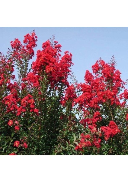 Kırmızı Oya Ağacı Fidanı 60 cm fiyatları