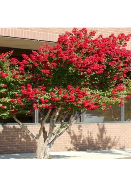 Kırmızı Oya Ağacı Fidanı 60 cm modelleri